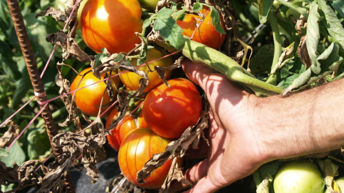 Creole tomato