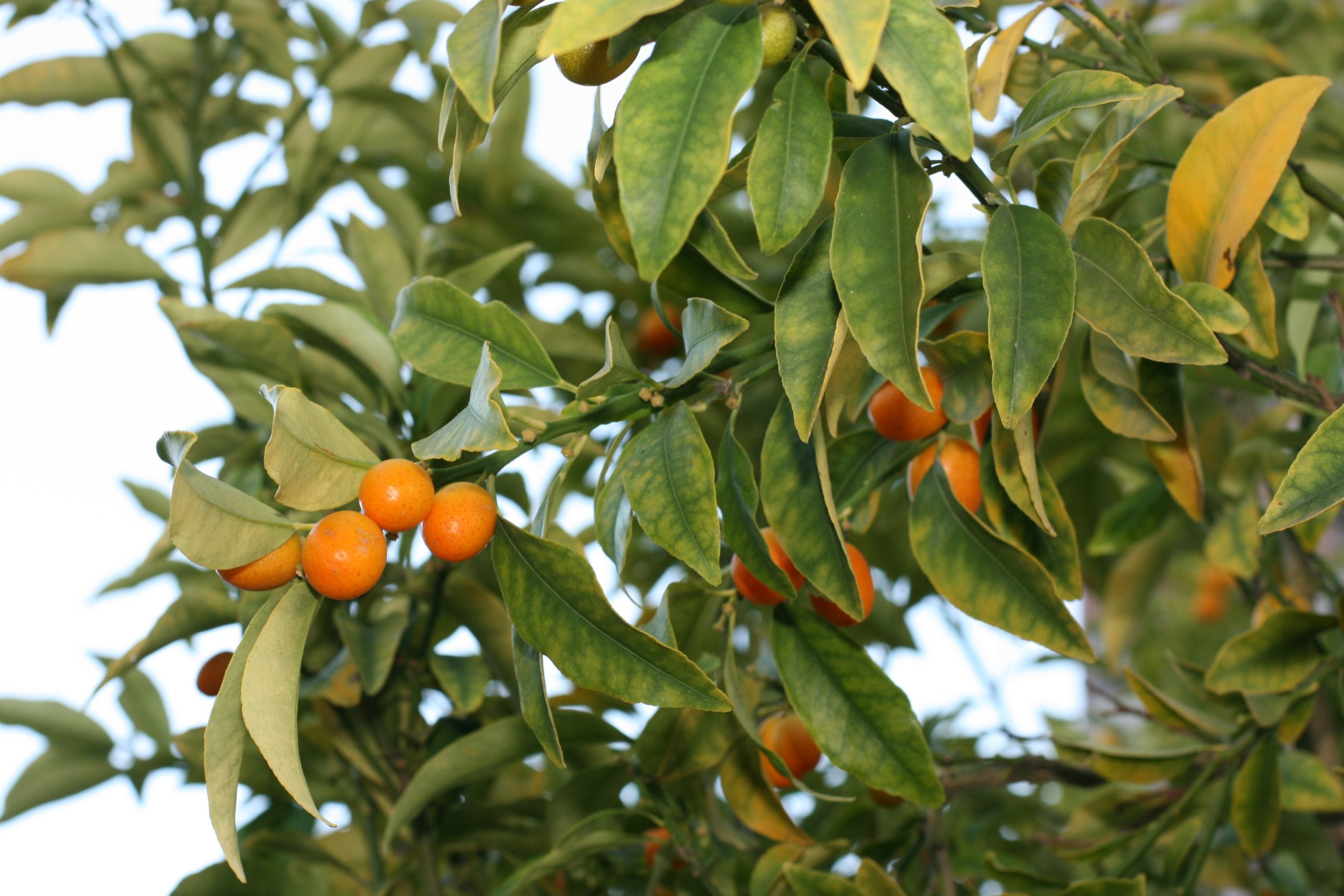 Fall is best time to plant fruit trees
