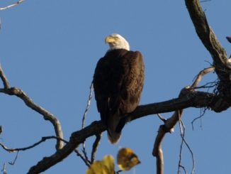 A bald eagle rests on a tree branch