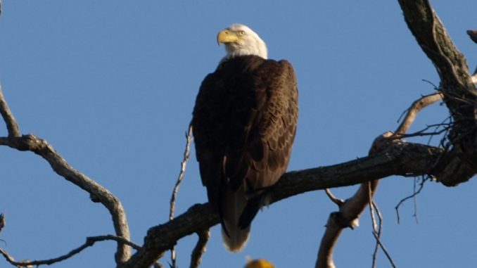 A bald eagle rests on a tree branch