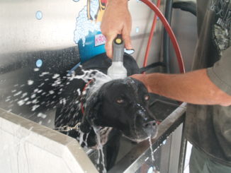 Lexi gets a bath from her owner