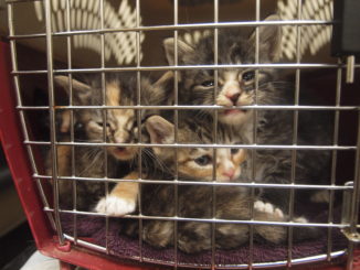 Kittens swarm a cage