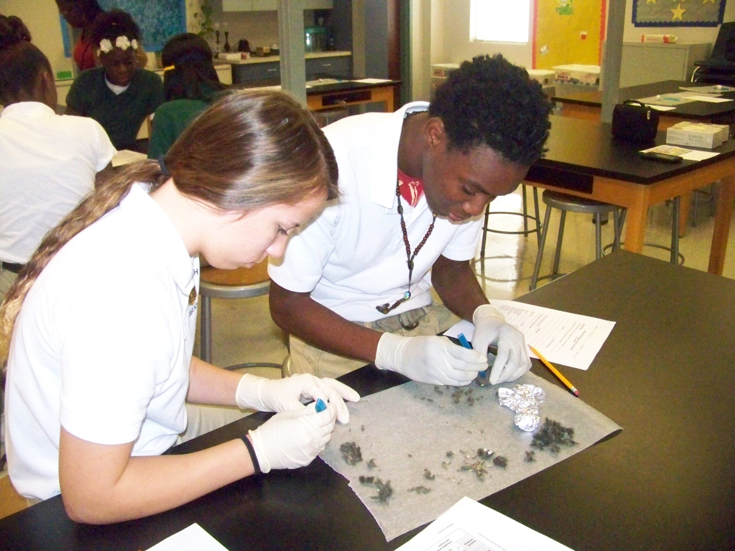 Hawk Pellets Science Dissected owl pellets provide student lesson on wildlife nutrition