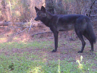 Luling man’s trail camera