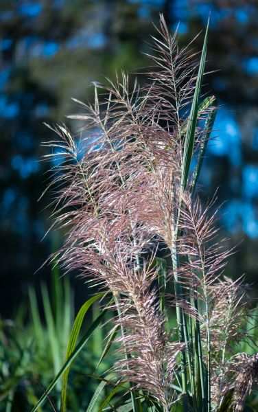 Is Reed Flower Reed Flower - St. Charles Herald Guide
