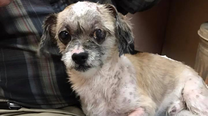 Shih Tzu rescue leads to controversy - St. Charles Herald Guide