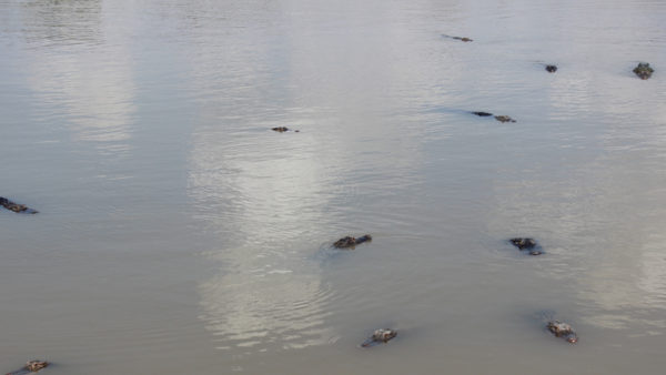 Alligators waiting for an easy meal at the Davis Pond diversion in Ama.