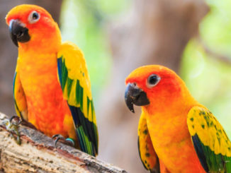Sun conure birds are very sought after pets for how colorful and affectionate they are.