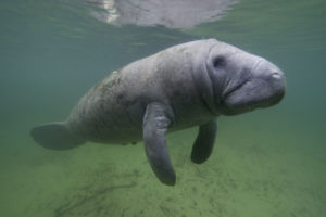 What a manatee looks like up close in Florida.