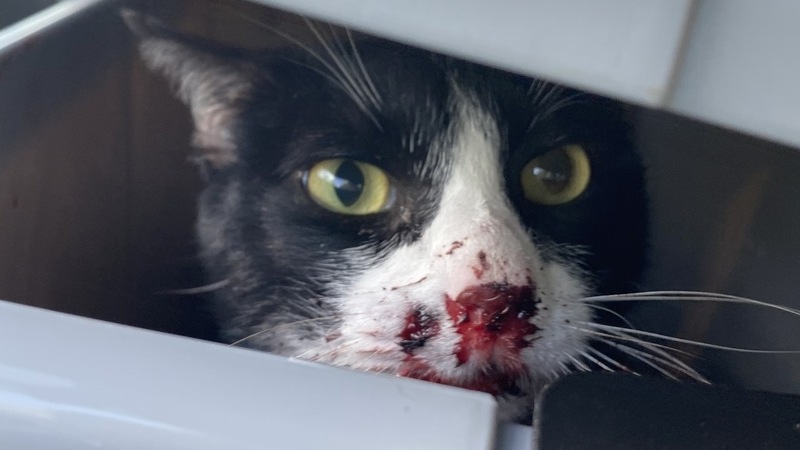 Local woman searches for answers after her cat is shot - St. Charles Herald  Guide