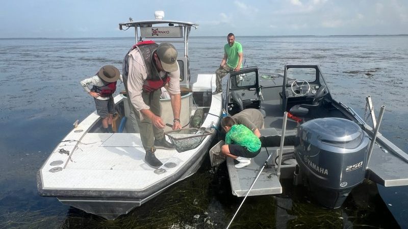Fish release aimed at bolstering, continuing Cataouatche rebound